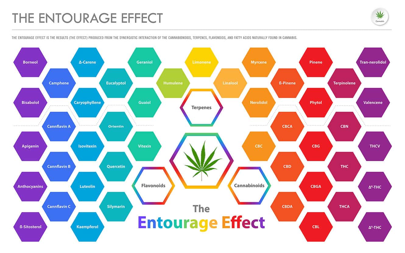 טרפנים | TERPENES